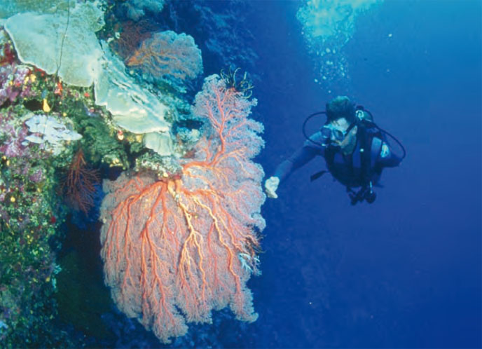 Diving in the Coral Reef