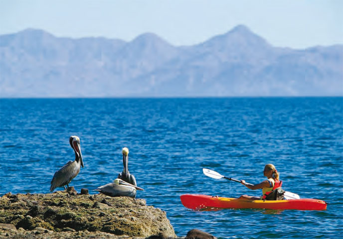 Kayaking and Pelicans
