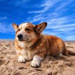 Bringing Your Pet to Mexico