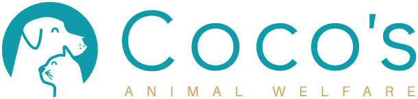 Animal Rescue in Playa del Carmen