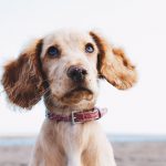 Bringing your pet to Mexico