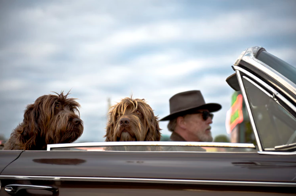 Dogs in Car