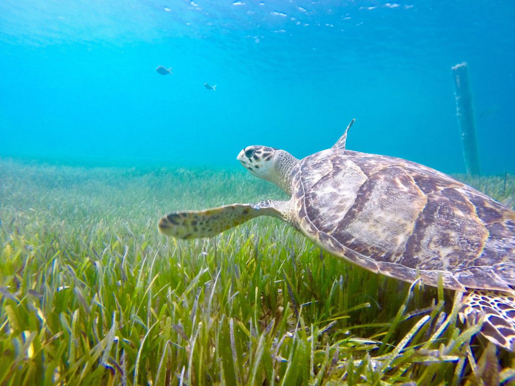 Snorkeling Turtles Akumal